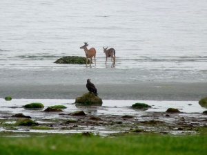 Herten aan zee - Qualicum Beach
